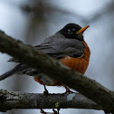 American Robin