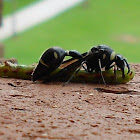 Potter wasp