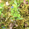 Corn Speedwell