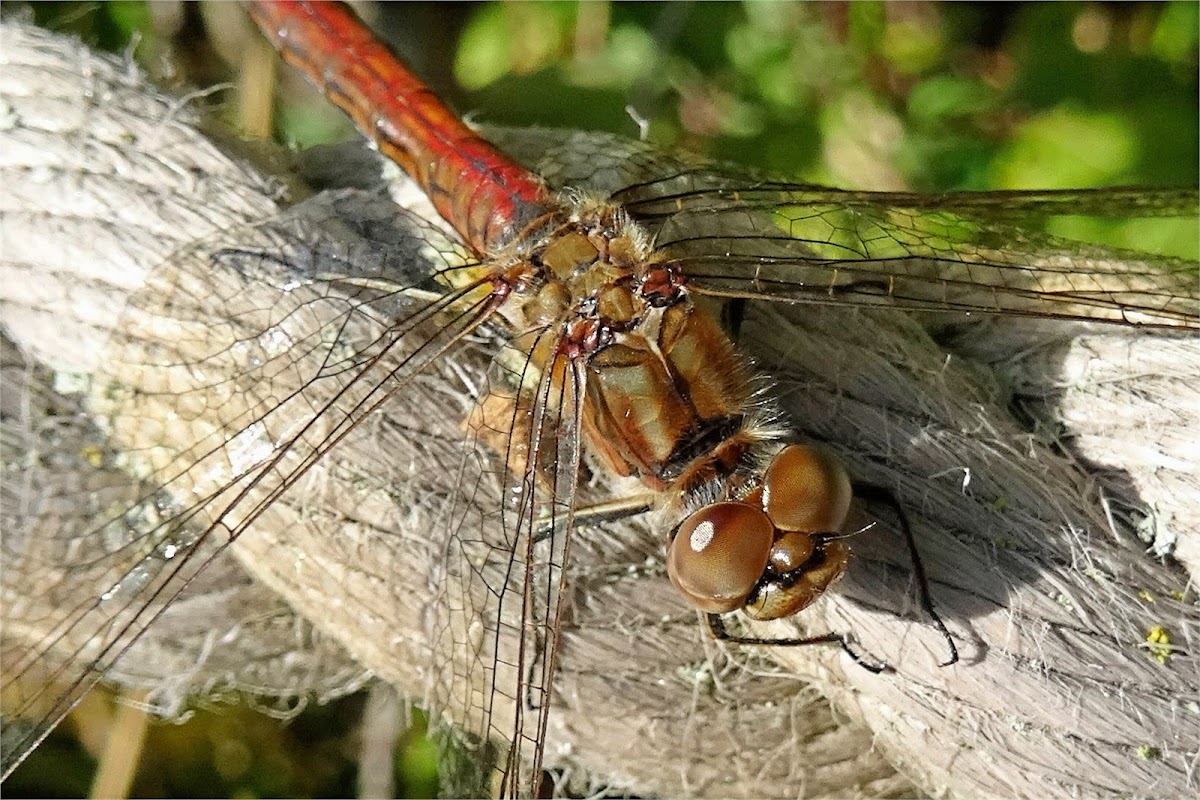 Vagrant darter