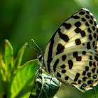 Common Pierrot