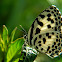 Common Pierrot