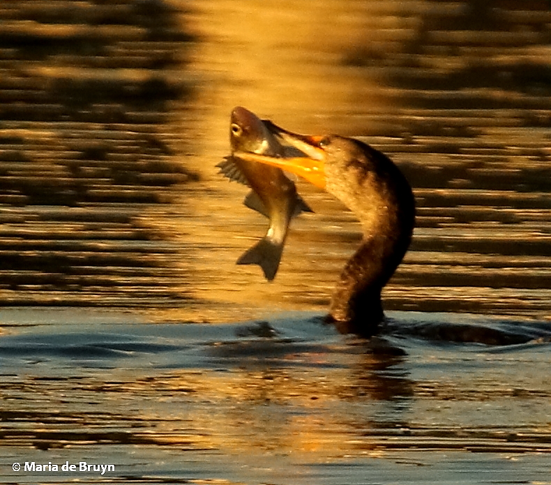 Double-crested cormorant