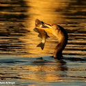 Double-crested cormorant