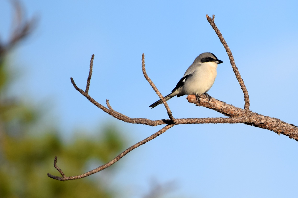 Loggerhead Shrike