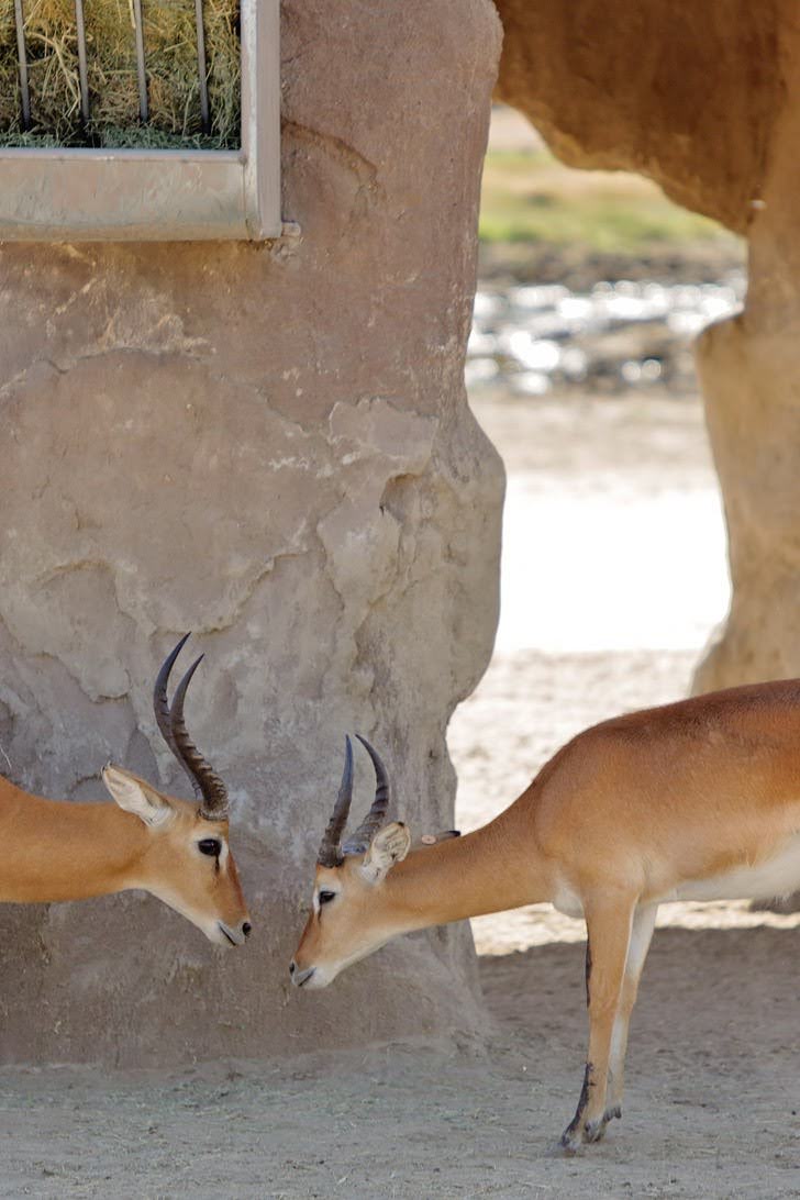 San Diego Wild Animal Park Reviews.