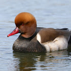 Red-crested Pochard