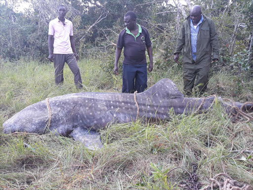 Game wardens at the scene where the whale shark was found dead on the shore of the Indian Ocean in Diani on October 10, 2018./CHARI SUCHE