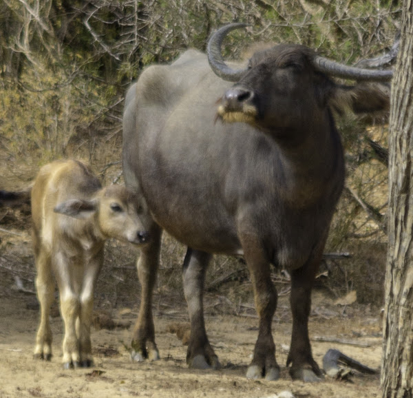 Wild water buffalo - Wikipedia