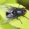 Blue Bottle Fly