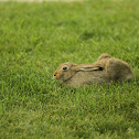 Snowshoe Hare