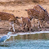 Sri Lankan axis deer, Ceylon spotted deer (w/ grey heron)