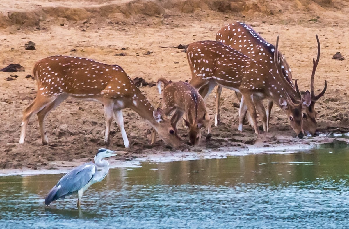 Sri Lankan axis deer, Ceylon spotted deer (w/ grey heron)