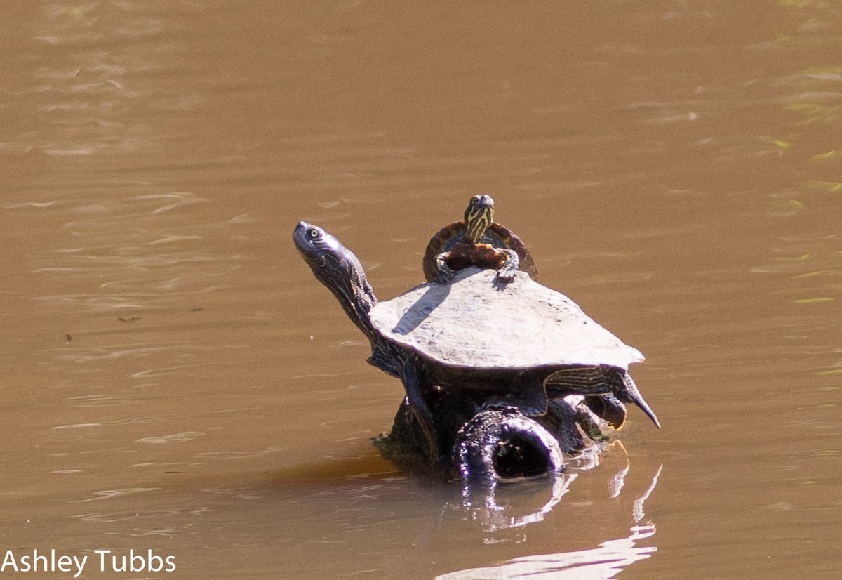 False Map Turtle