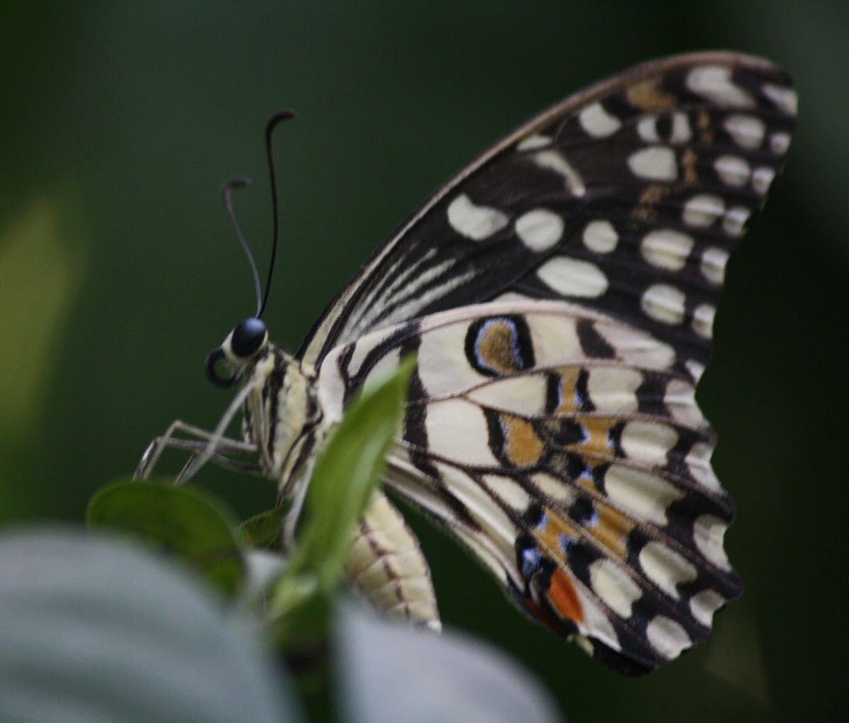 Common Lime Butterfly