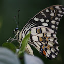 Common Lime Butterfly