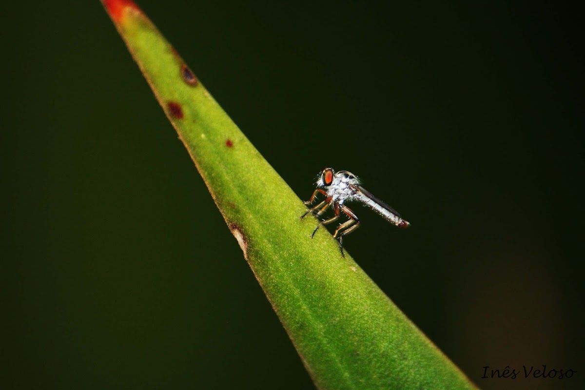 Robber Fly