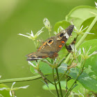 Common Buckeye