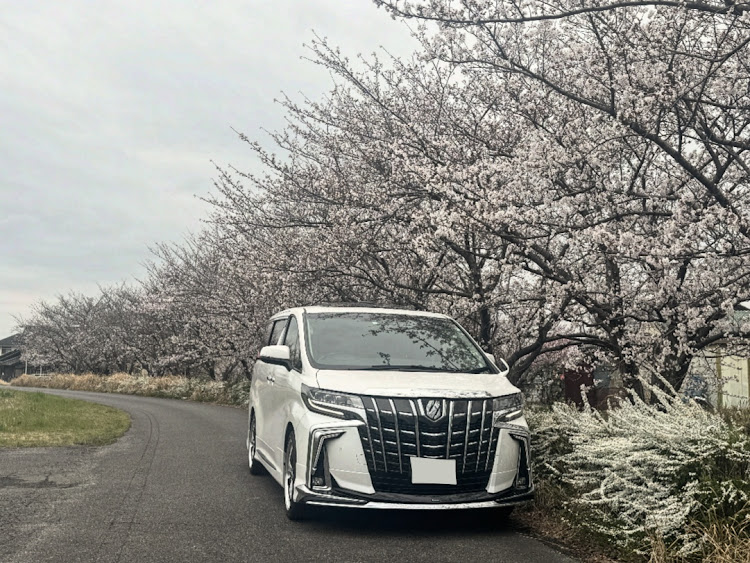 アルファードの桜シーズン開幕・4月もよろしくお願い致します🌸・サクラと愛車・アルファード30後期・ミニバン乗りと繋がりたい🤞に関するカスタム事例の投稿画像1枚目