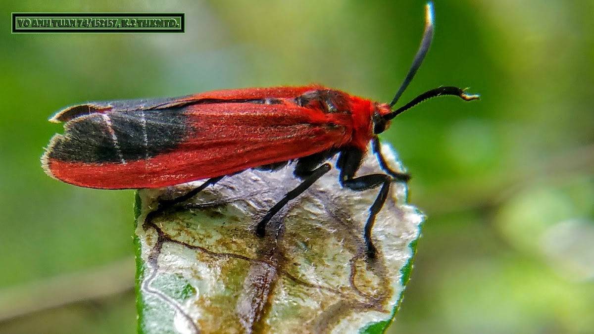 Day flying red moth.