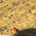 Cardinal