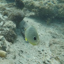 foureye butterflyfish