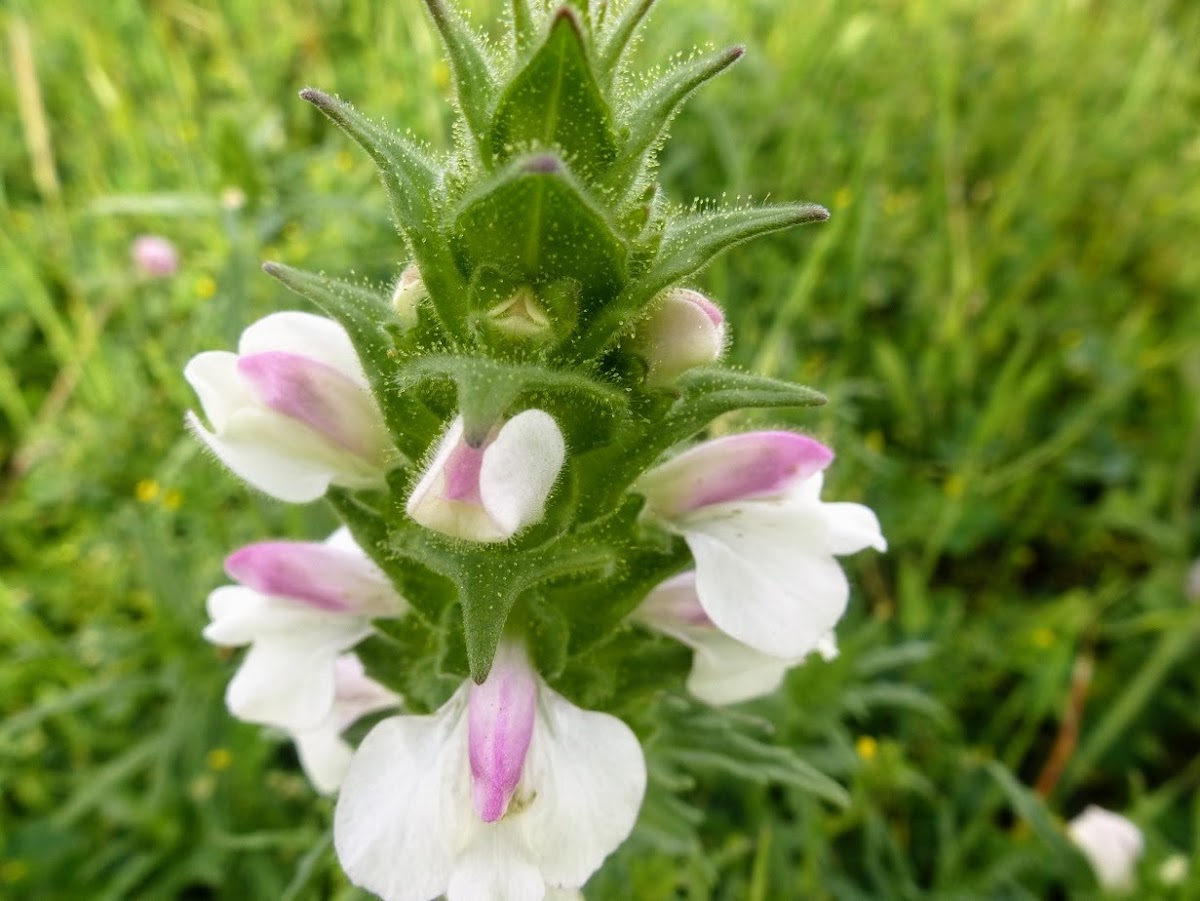 Mediterranean lineseed