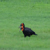 S Ground Hornbill