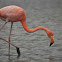 Galapagos Flamingo