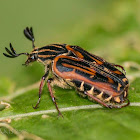 flower chafer