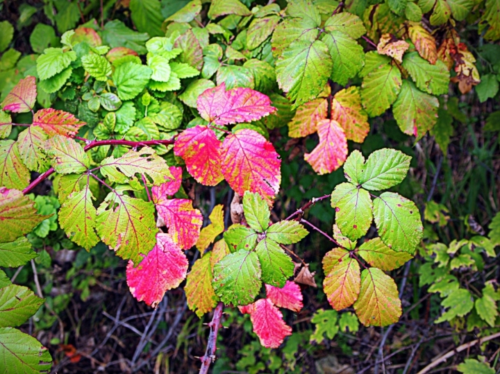 Autunno colorato di caterina56