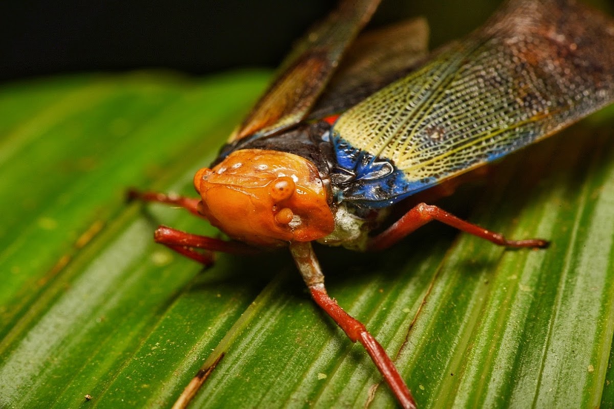 Lanternfly