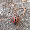 Cinnabar Moth