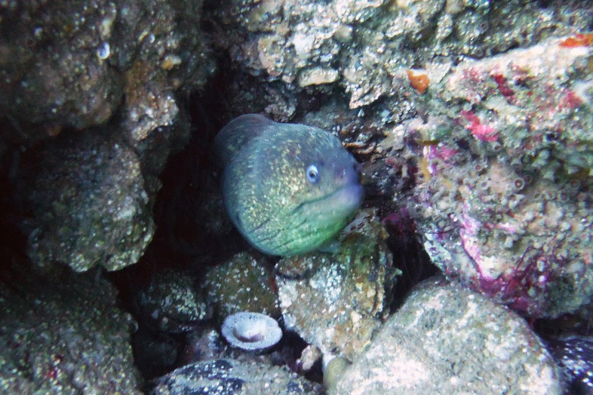 Moray Eel