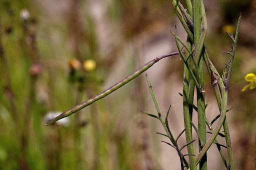 Coincya monensis