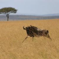 Masai mara... di 