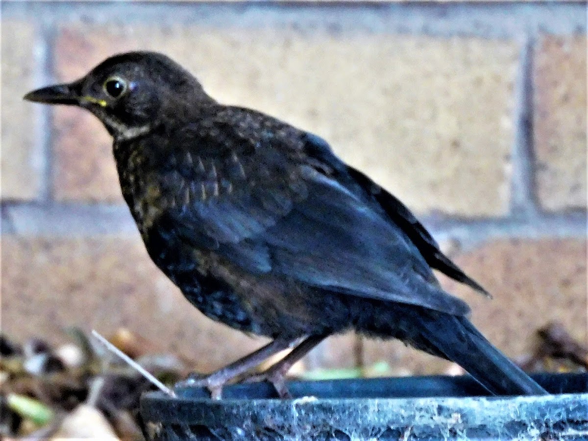 Common Black Bird (male juvenile)