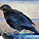 Common Black Bird (male juvenile)