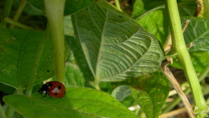 Coccinella portafortuna di cordina