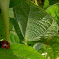 Coccinella portafortuna di 