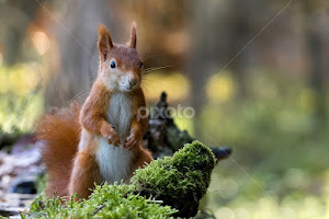 (Sciurus vulgaris) - Veverka obecná by Canon Eos -  