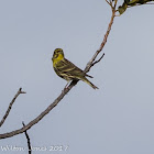 Serin; Verdecillo