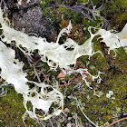 Lace Lichen