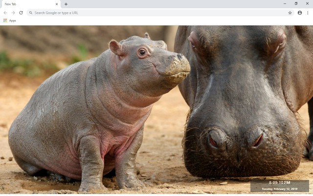 Hippopotamus New Tab & Wallpapers Collection