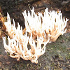 Ramaria Coral Fungi