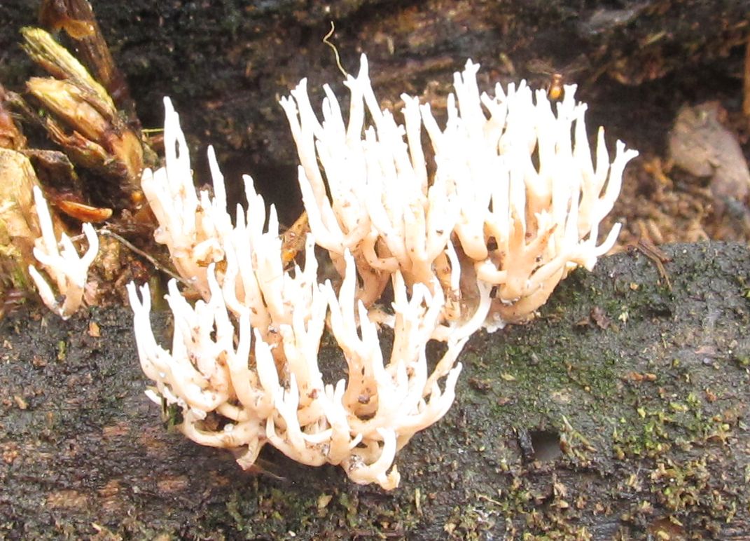 Ramaria Coral Fungi