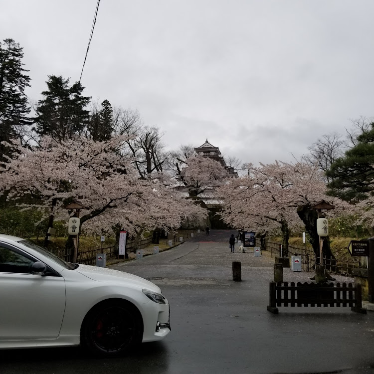マークX G'sの早朝ドライブ・桜コラボ・今週もよろしくお願いします・コロナウイルスに負けるな・鶴ヶ城の🌸に関するカスタム事例の投稿画像1枚目