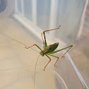 Speckled bush-cricket