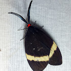 White-Banded Jewel