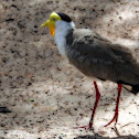 Masked Lapwing